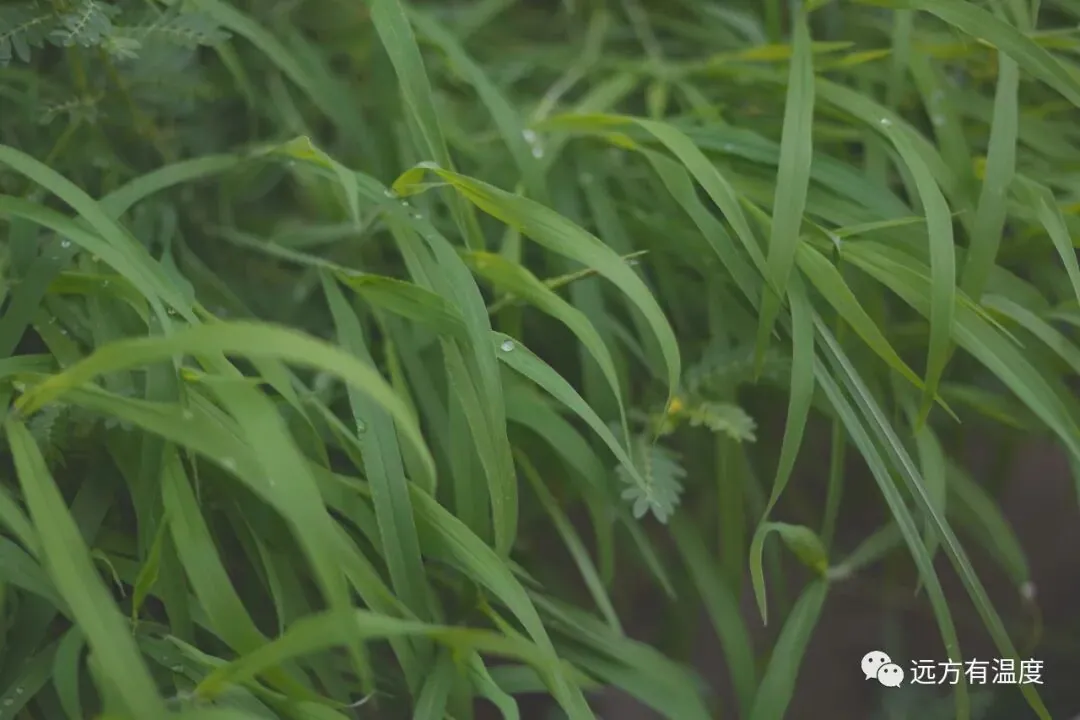 雨过天晴后，叶子上的水珠。