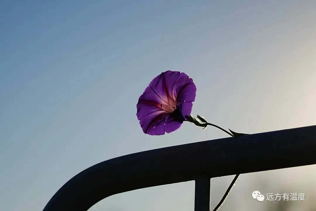 围栏上一朵紫色的喇叭花。