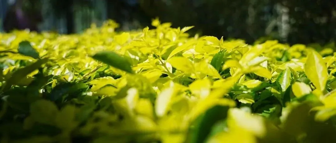 扫街周记|国家植物园